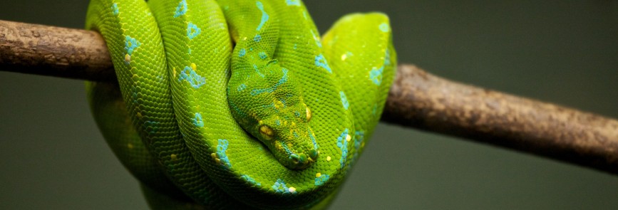 6 Gründe Python zu lernen